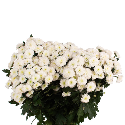 Сантини миллер белая (25 шт)