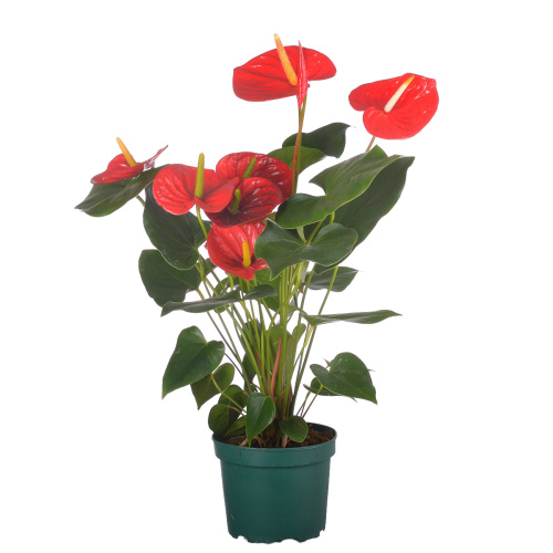 Антуриум айдахо 65/17 см