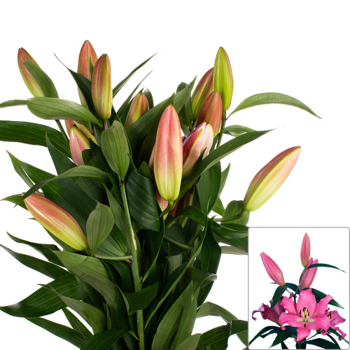 Лилия мальдано (25 шт)