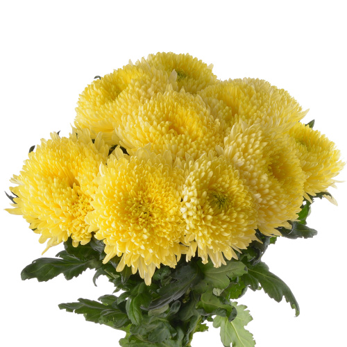 Магнум желтый хризантема одноголовая (10 шт)