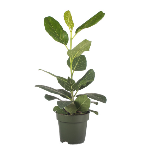 Фикус одри 65/17 см