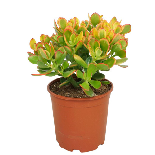 Крассула овата сансет 40/21 см