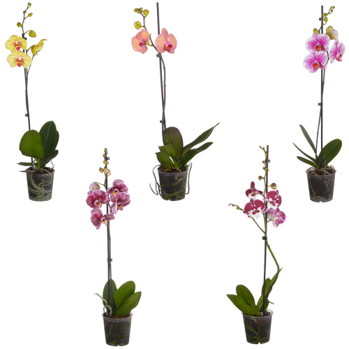 Орхидея фаленопсис тайвань микс 1 цв 70/12 см