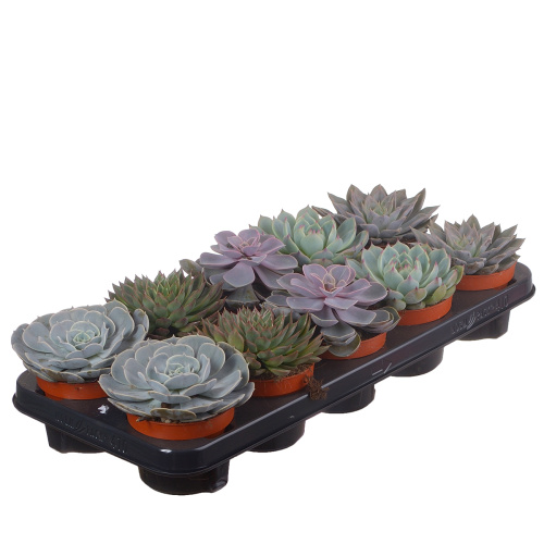 Эхиверия микс 15/10 см