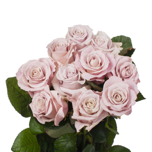 Зена (10 шт) рм