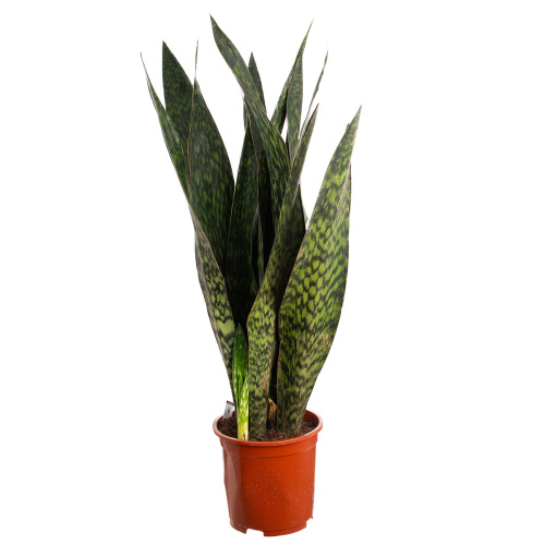 Сансевиерия ямайка квин 90/27 см