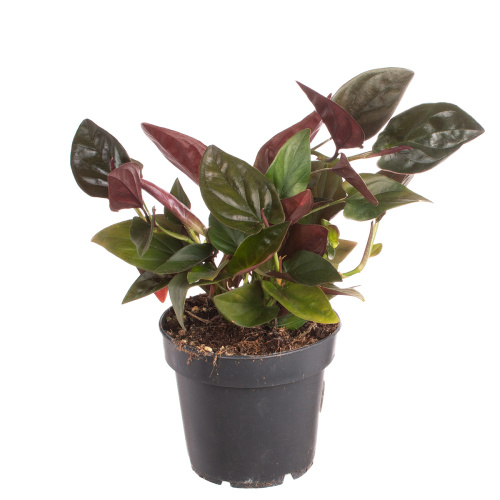 Сингониум ред арроу 25/12 см