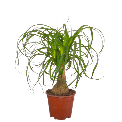 Нолина бокарнея 40/14 см