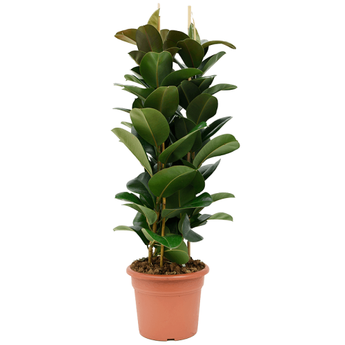 Фикус робуста 140/35 см