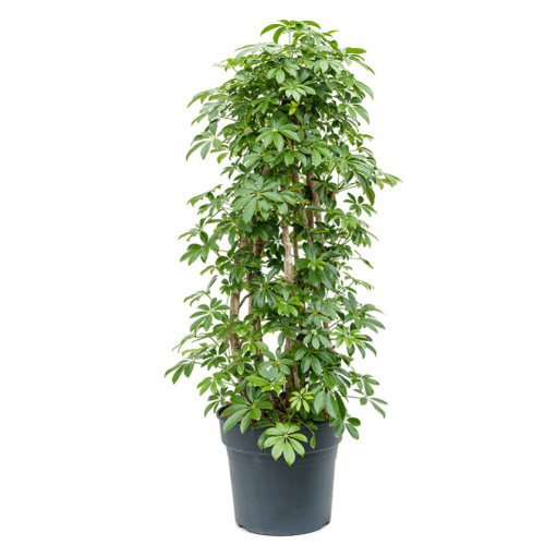 Шеффлера компакта 140/34 см