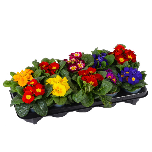 Примула акаулис 15/11 см