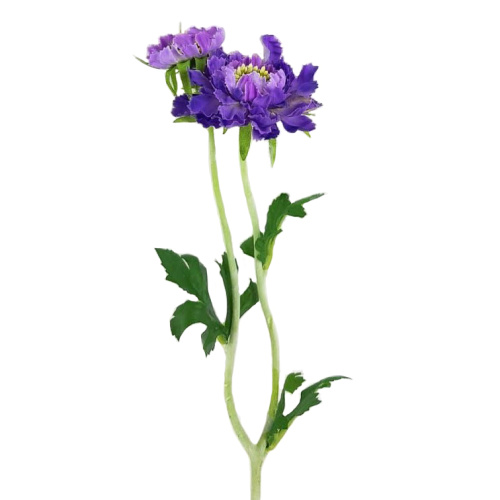 Искусственный цветок скабиоза (709-148)