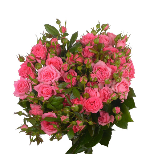 Пинк деменшион куст. (10 шт) рм