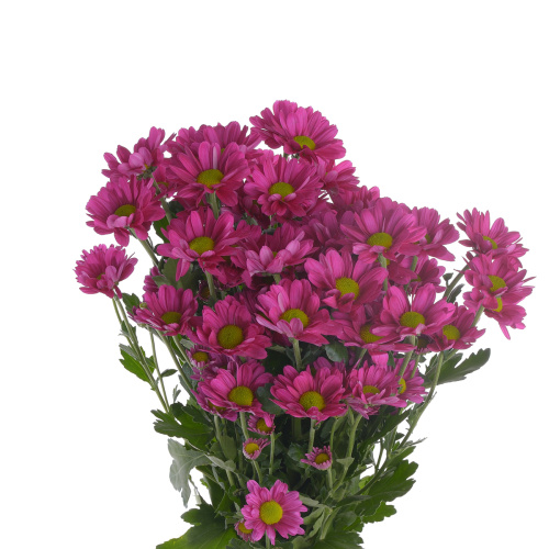 Мемфис дарк куст. (5 шт)