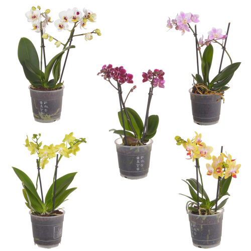Орхидея фаленопсис мульти микс 2 цв 40/12 см