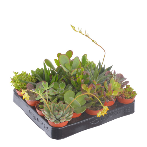 Суккулент микс 10/5 см