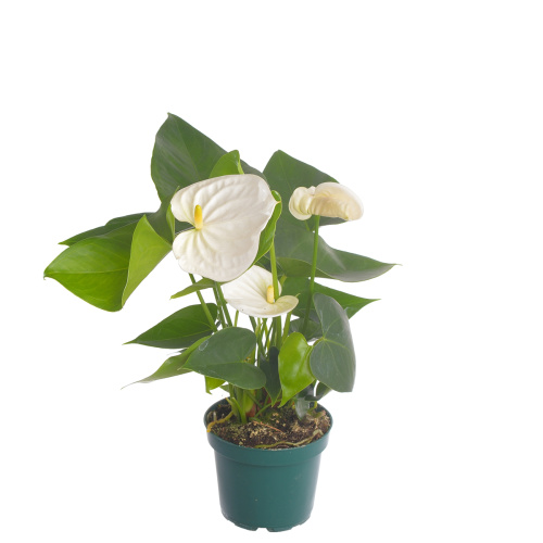 Антуриум замора 35/12 см