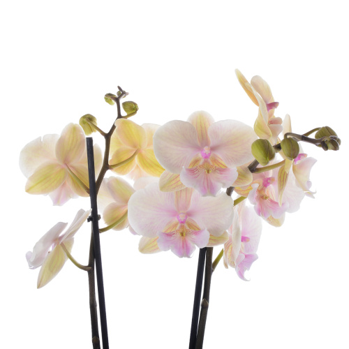 орхидея фаленопсис йеллоу кисс 2 цв 65/12 см