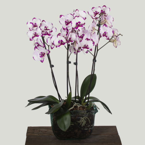 Композиция из растений 18