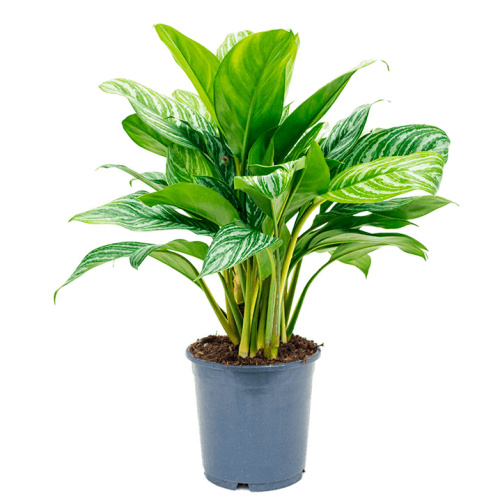 Аглаонема страйп 70/17 см