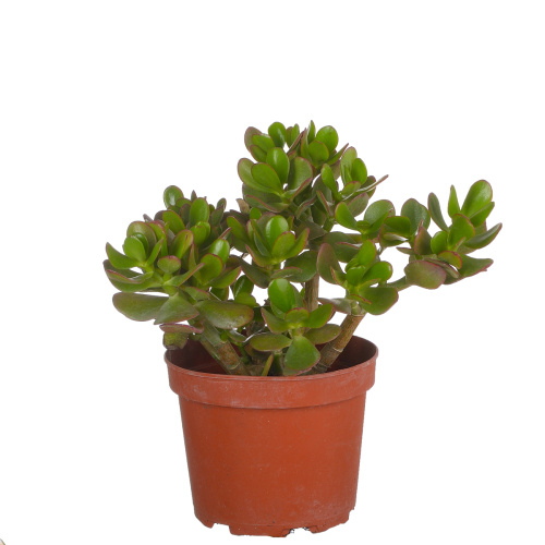 Крассула овата 35/17 см