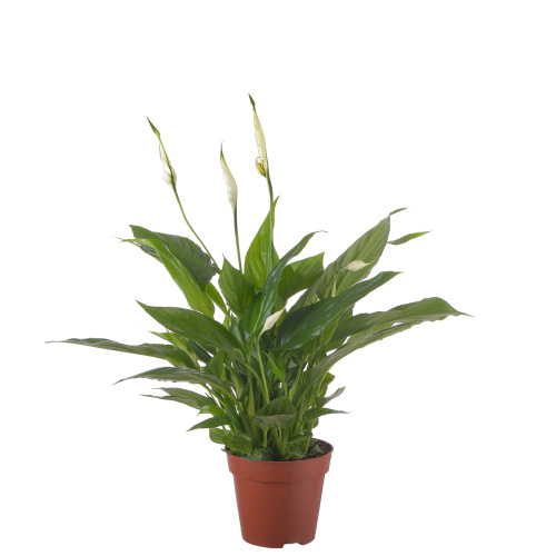 Спатифиллум торелли 40/12 см