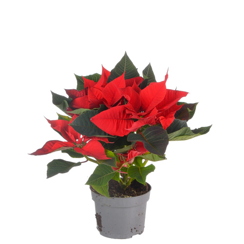 Пуансеттия кристфил ред 20/10 см