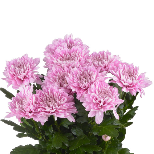 Калимба хризантема одноголовая (10 шт)