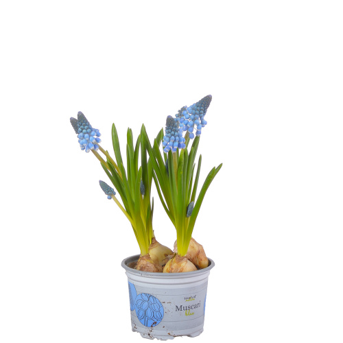 Мускари биг смайл 15/9 см