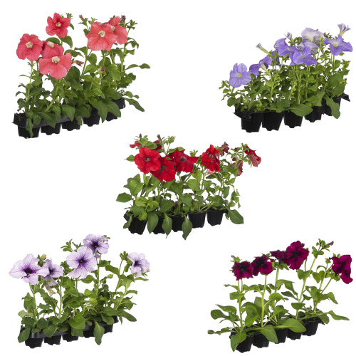 Рассада петуния (х5) 
