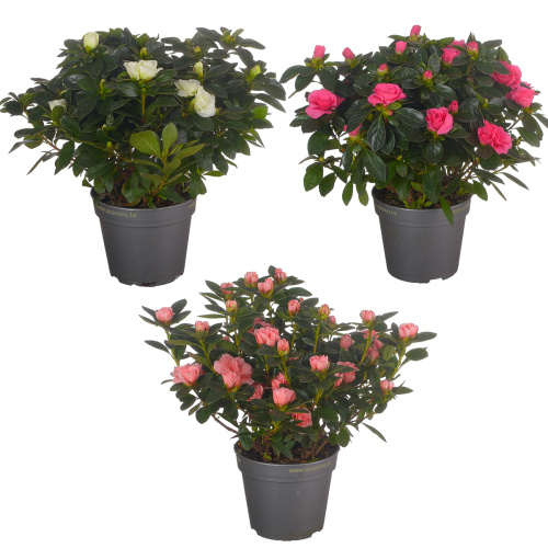 Азалия эйко 25/13 см