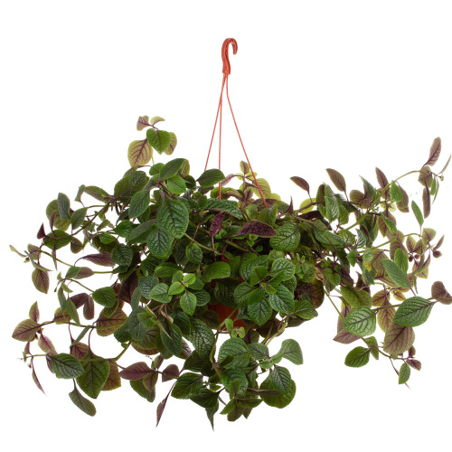 Плектрантус краснеющий 30/23 см