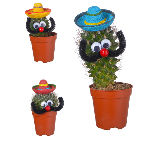 кактус мексиканец 15/5 см