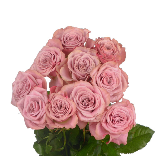 Монмартр (10 шт) рм