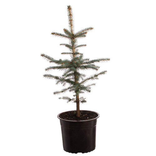 Ель 60/17 см