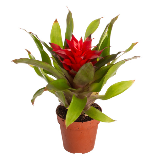 Гузмания лорена 30/10 см