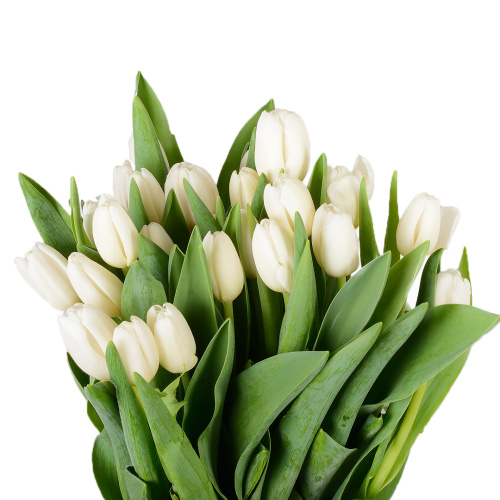 Тюльпан Антарктика (25 шт)