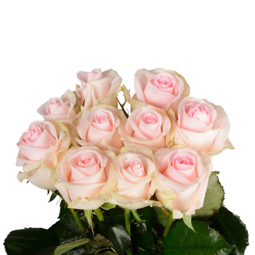 Свит ревайвал (10 шт) пс