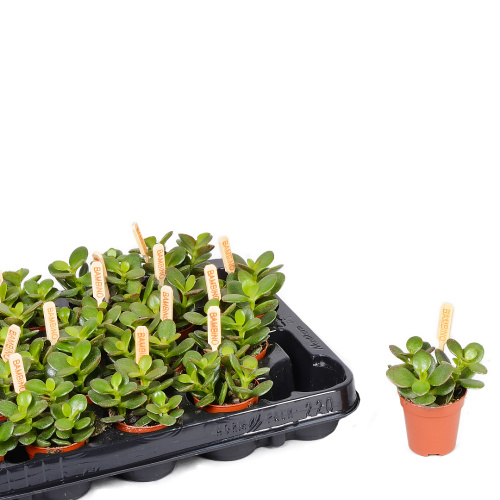 крассула овата минор 15/5 см