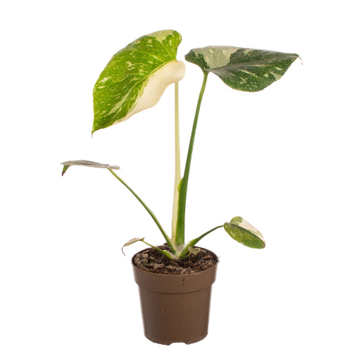 Монстера тай констеллато 30/12 см