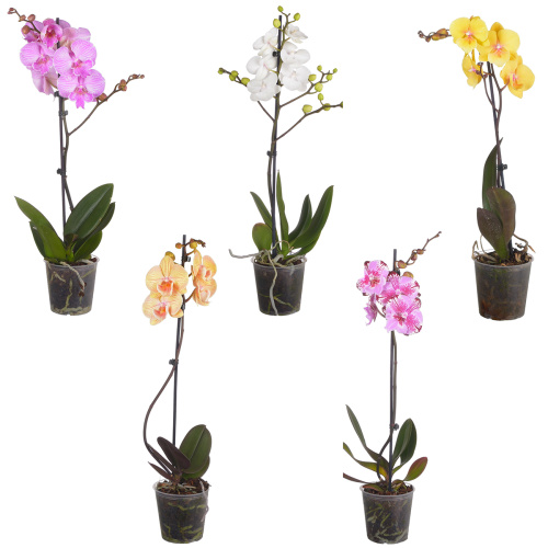Орхидея фаленопсис биг лип микс 1 цв 60/12 см