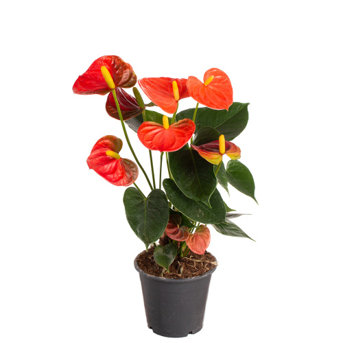 Антуриум синемато 40/12 см