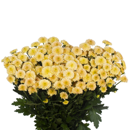 Сантини миллер априкот (25 шт)