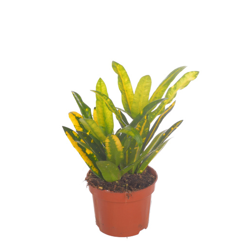 Кротон санни стар 35/12 см