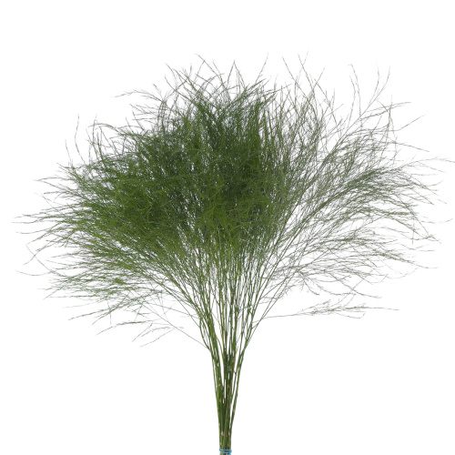 Аспарагус триферн (банч)