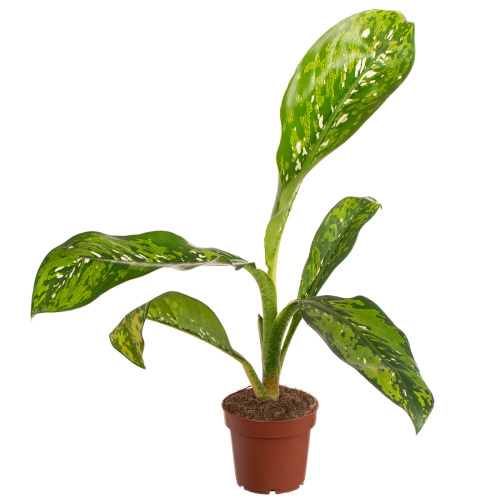 Диффенбахия крокодил 45/12 см