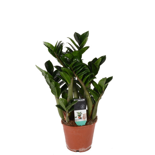 Замиокулкас зензи 40/14 см