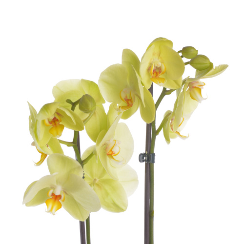Орхидея фаленопсис яра 2 цв 60/12 см
