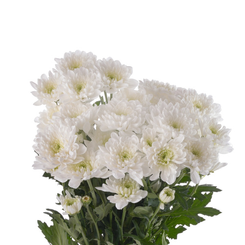 Алтай белый хризантема кустовая (5 шт)