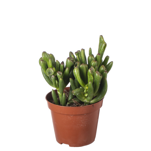 Крассула голлум 10/8 см